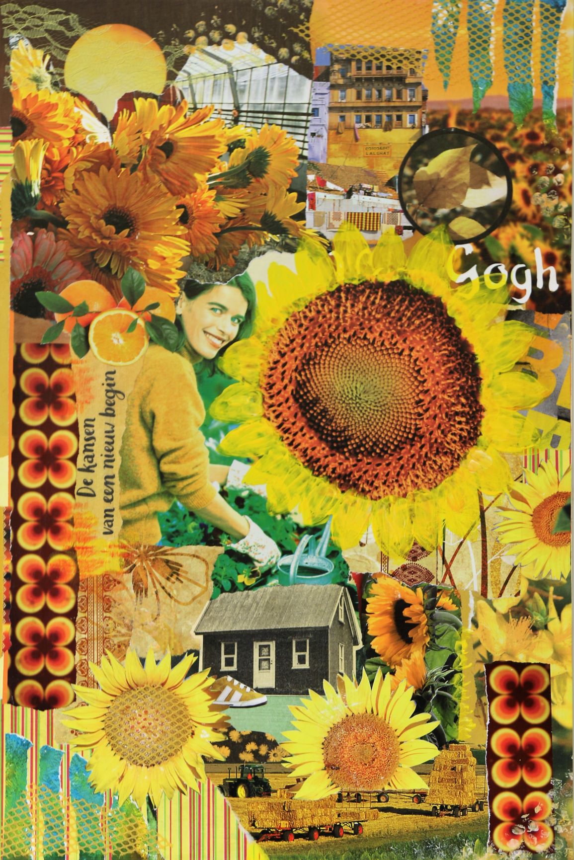 Zonnebloemen